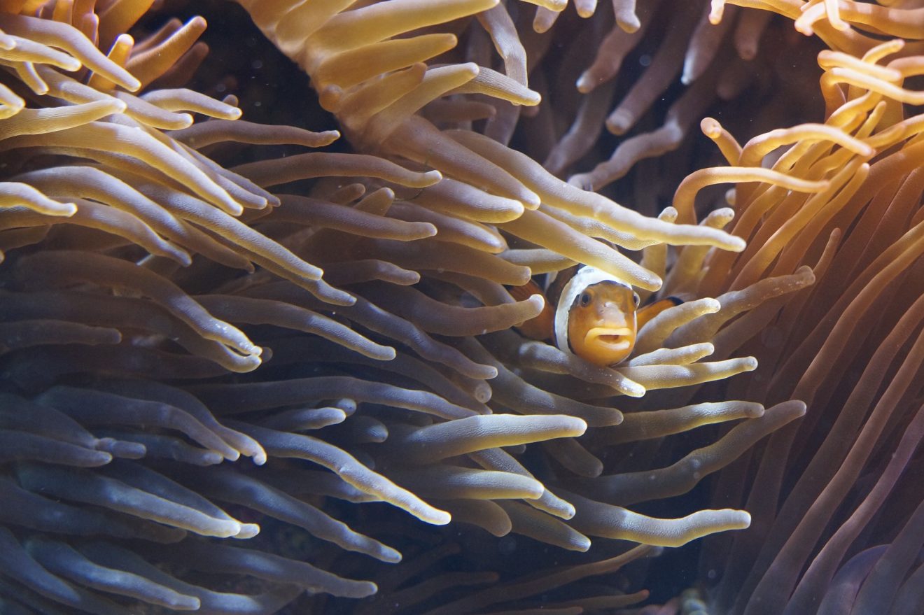 40 Shocking Sea Anemone Facts About