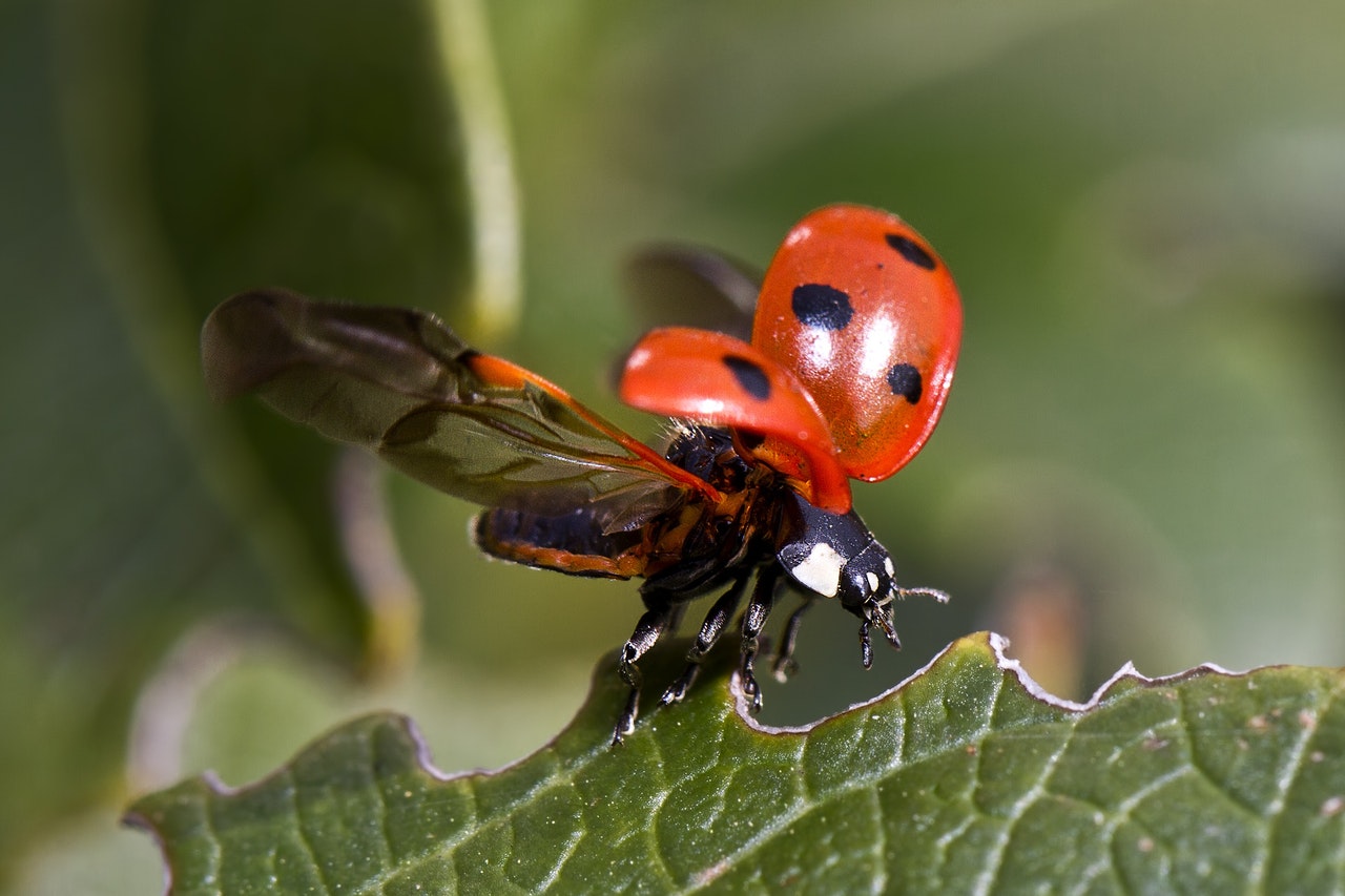Ladybug Facts Printable