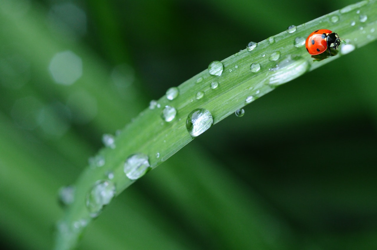 Ladybug Facts