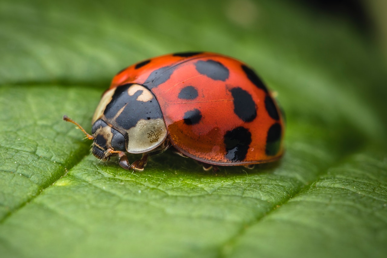 Ladybug Facts & Description