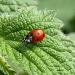 Ladybug Facts