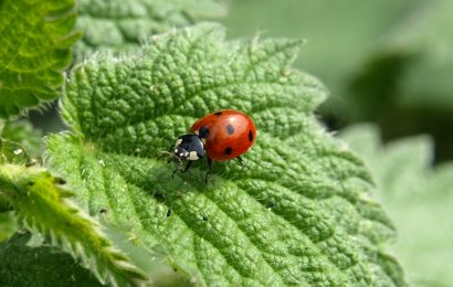 30 Surprising Ladybug Facts You Probably Didnt Know 