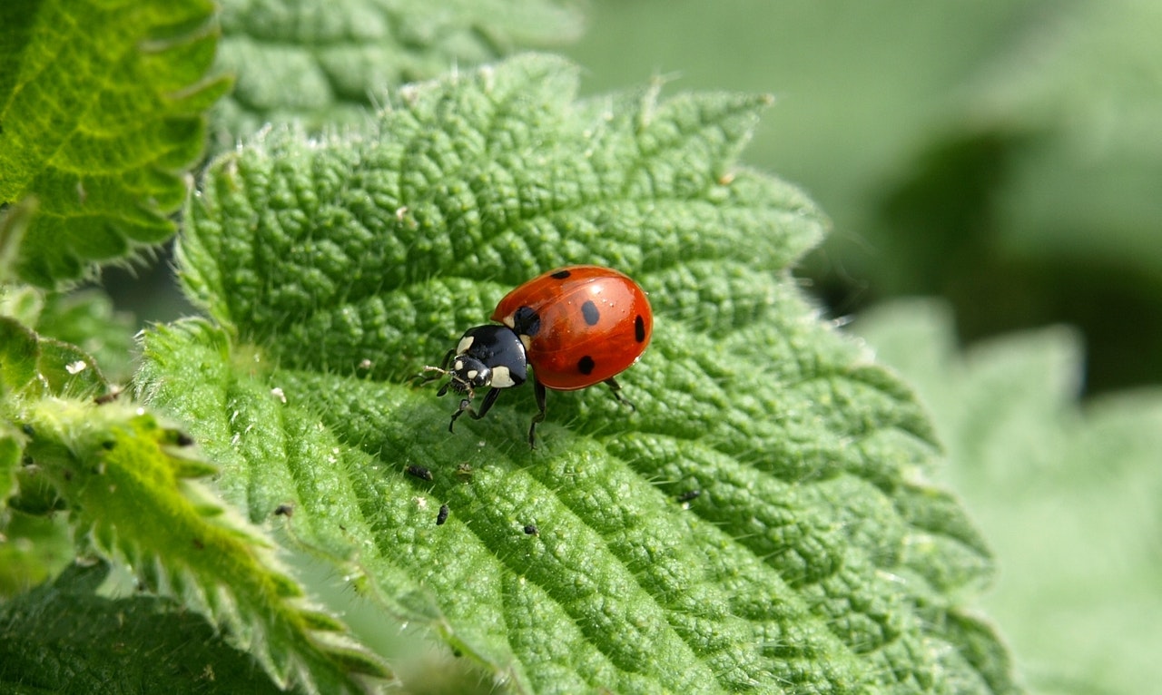 Pink Lady Beetles: Beneficial Predators in Urban and Agricultural