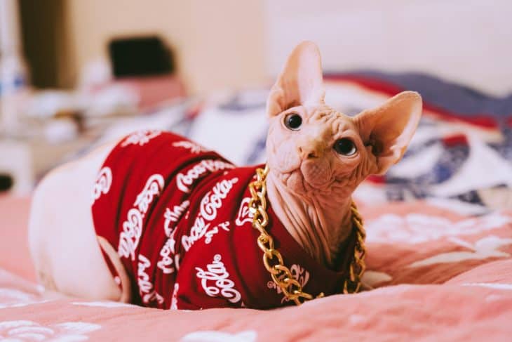 sphynx cat facts