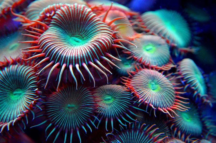 sea anemone, sea anemone facts