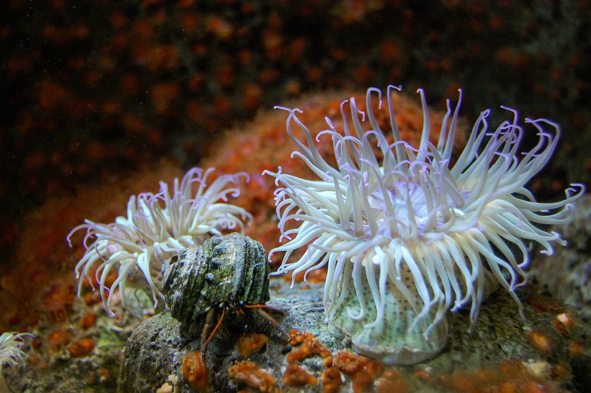 40 Sea Anemone Facts - FactsandHistory