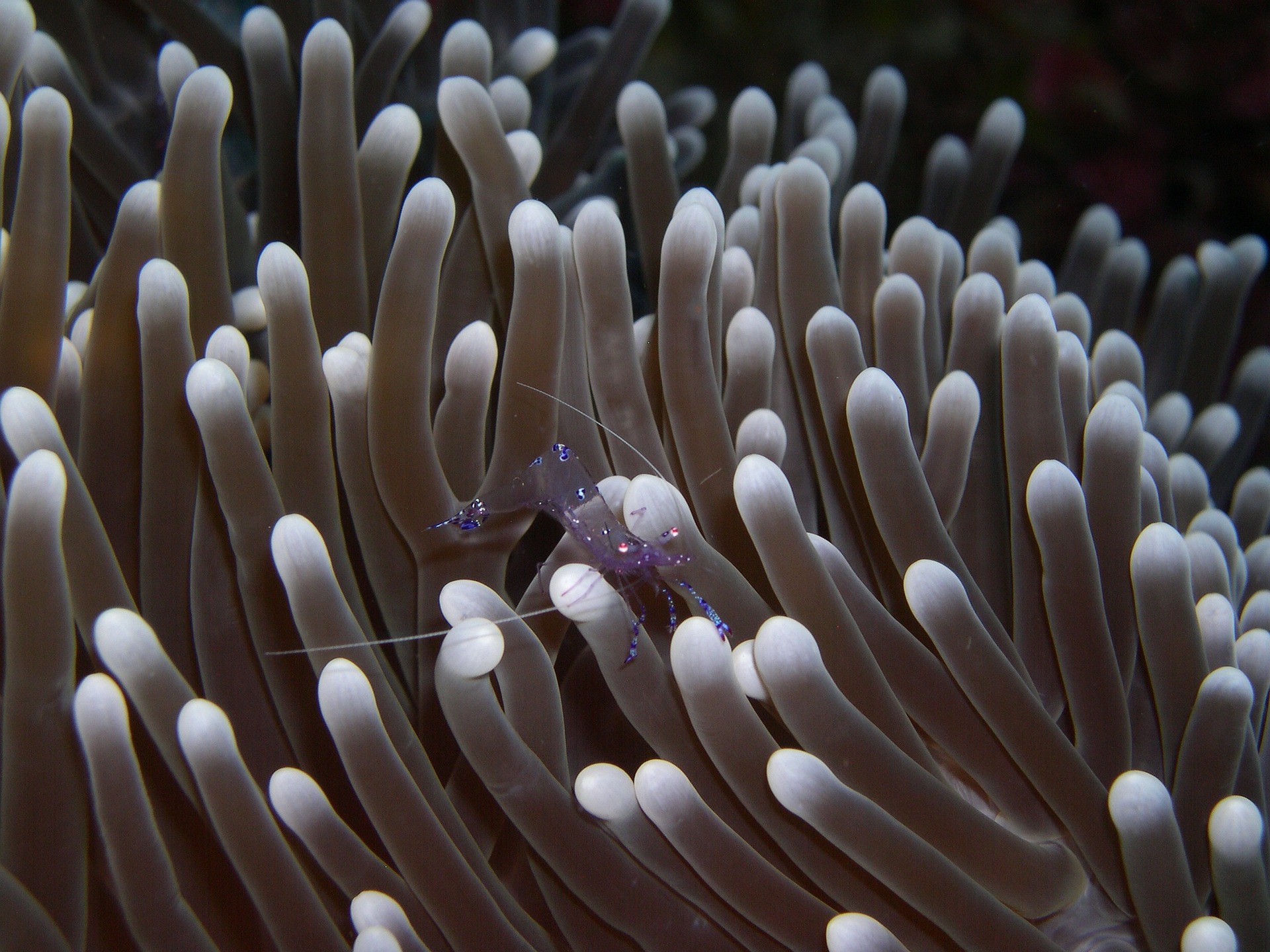 40 Shocking Sea Anemone Facts About the Flowers of the Sea - Facts.net