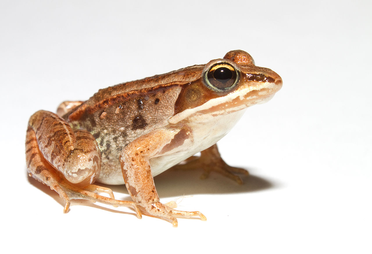 50 Frog Facts About These Little Leaping Creatures - Facts.net