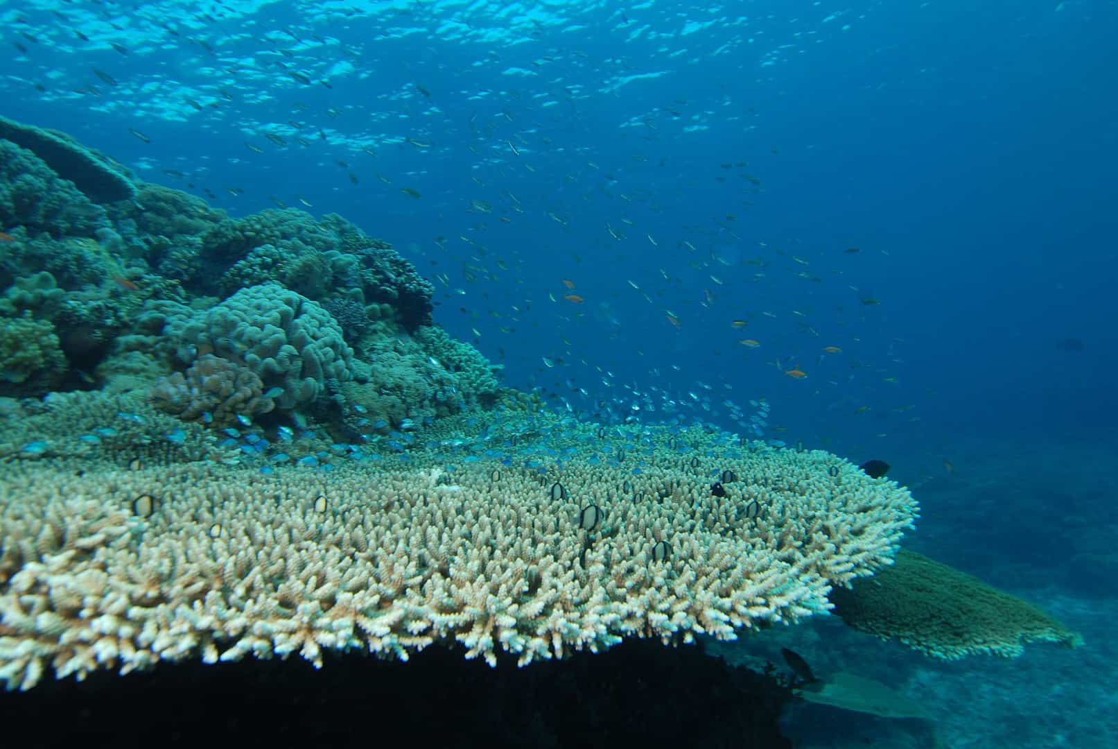 Dive Deep Into 50 Amazing Coral Reef Facts 