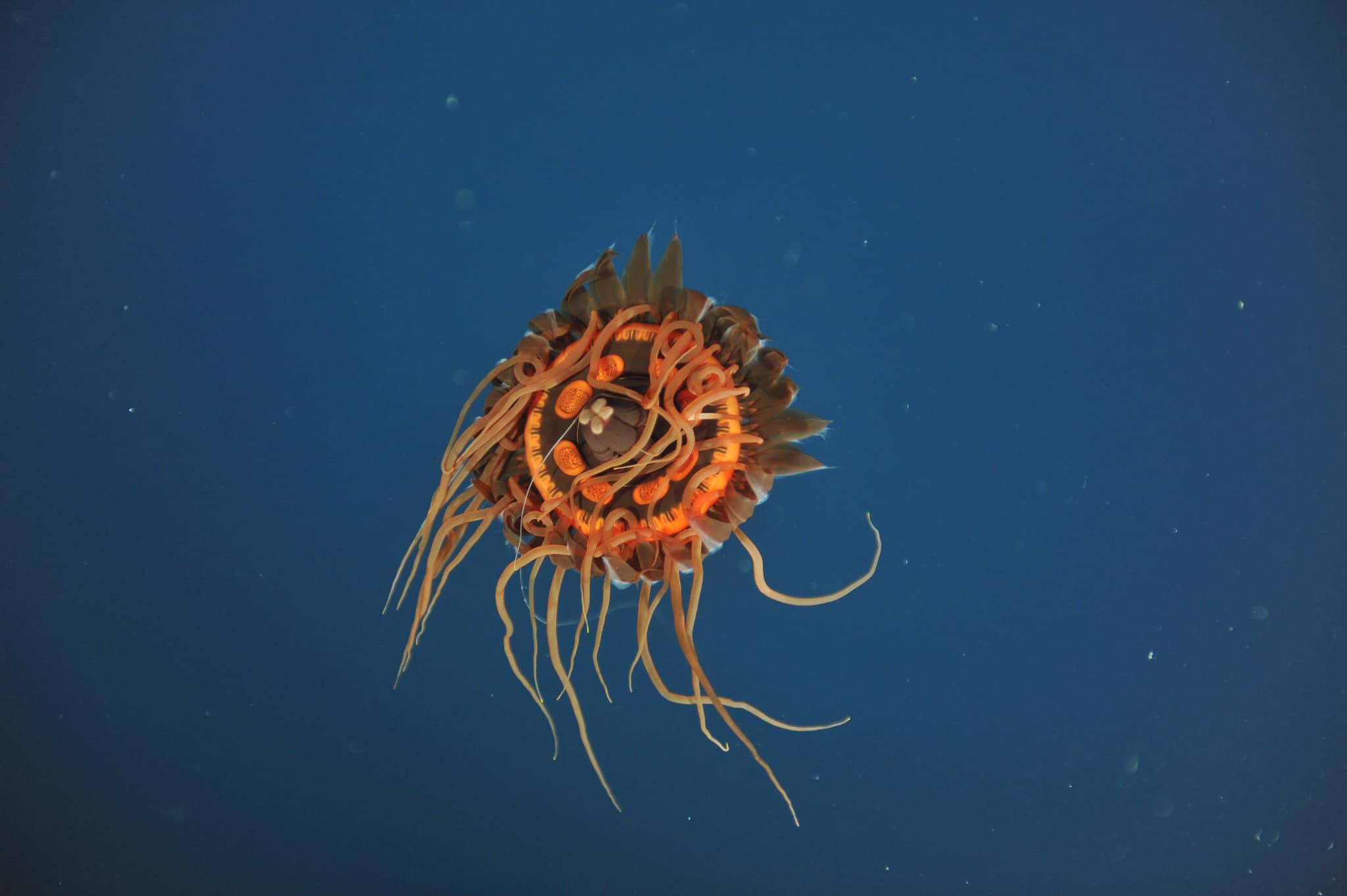 Atolla Jellyfish