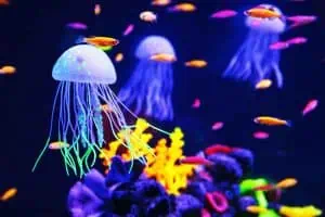 Identify The Types of Jellyfish That May Or May Not Sting You 