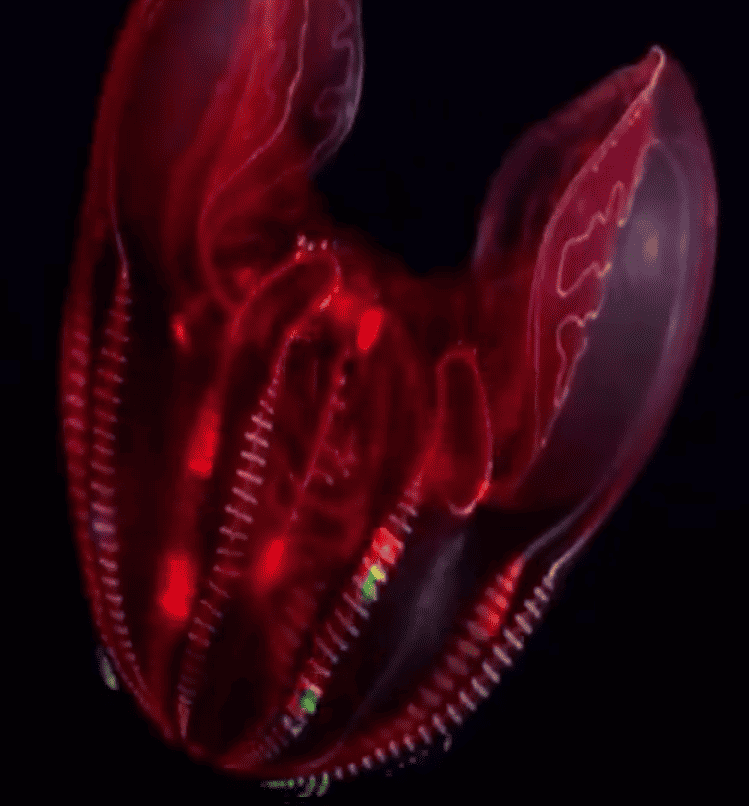 Blood-belly Comb Jelly, Blood-belly Comb Jellyfish