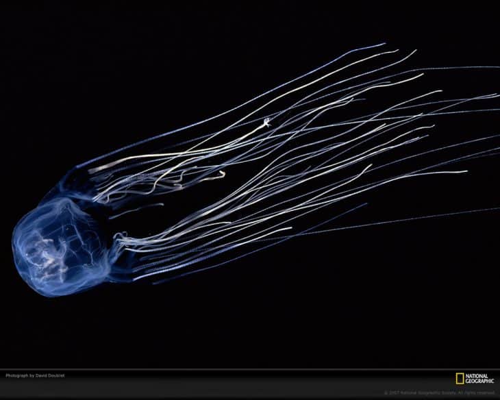 Identify The Types of Jellyfish That May Or May Not Sting You