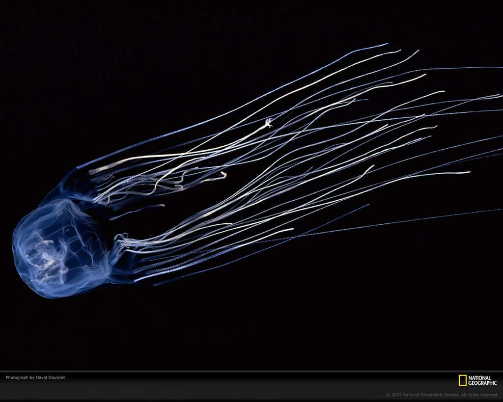 Box Jellyfish