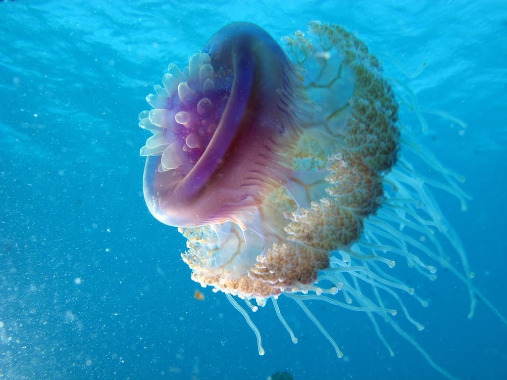 Cauliflower Jellyfish, Crown Jellyfish