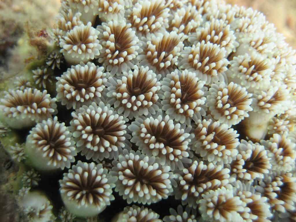 INTERESTING FACTS ABOUT CORAL POLYPS visual data 8