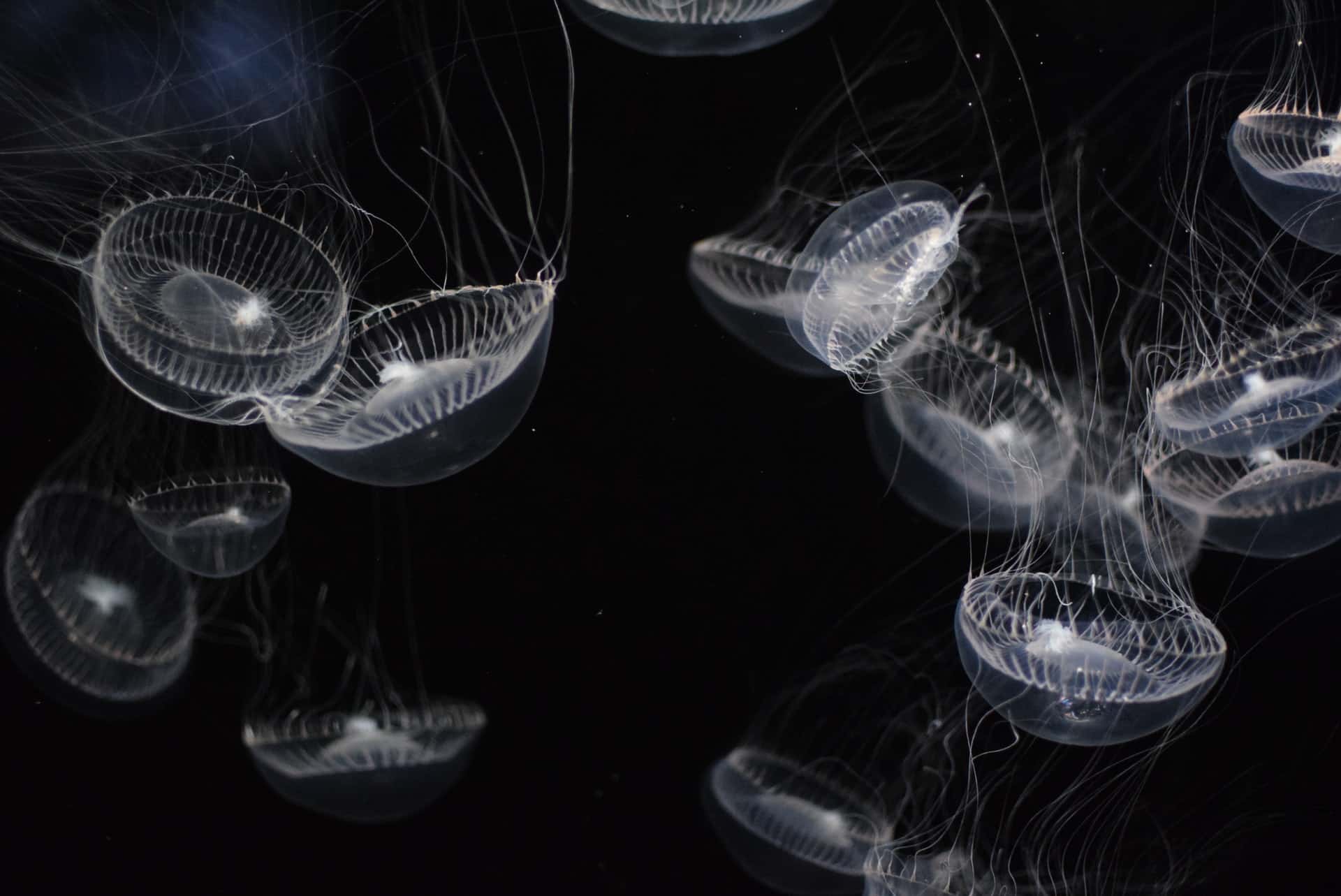 Crystal Jellyfish