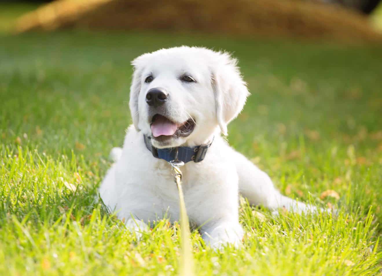 70 Golden Retriever Facts & Secrets You Never Knew - Facts.net