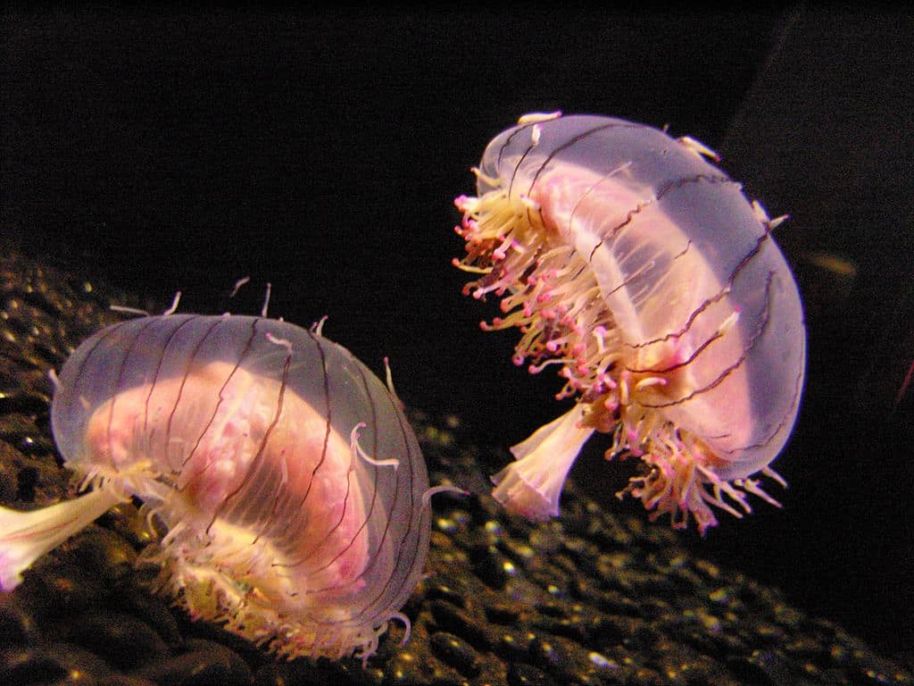 Flower Hat Jellyfish