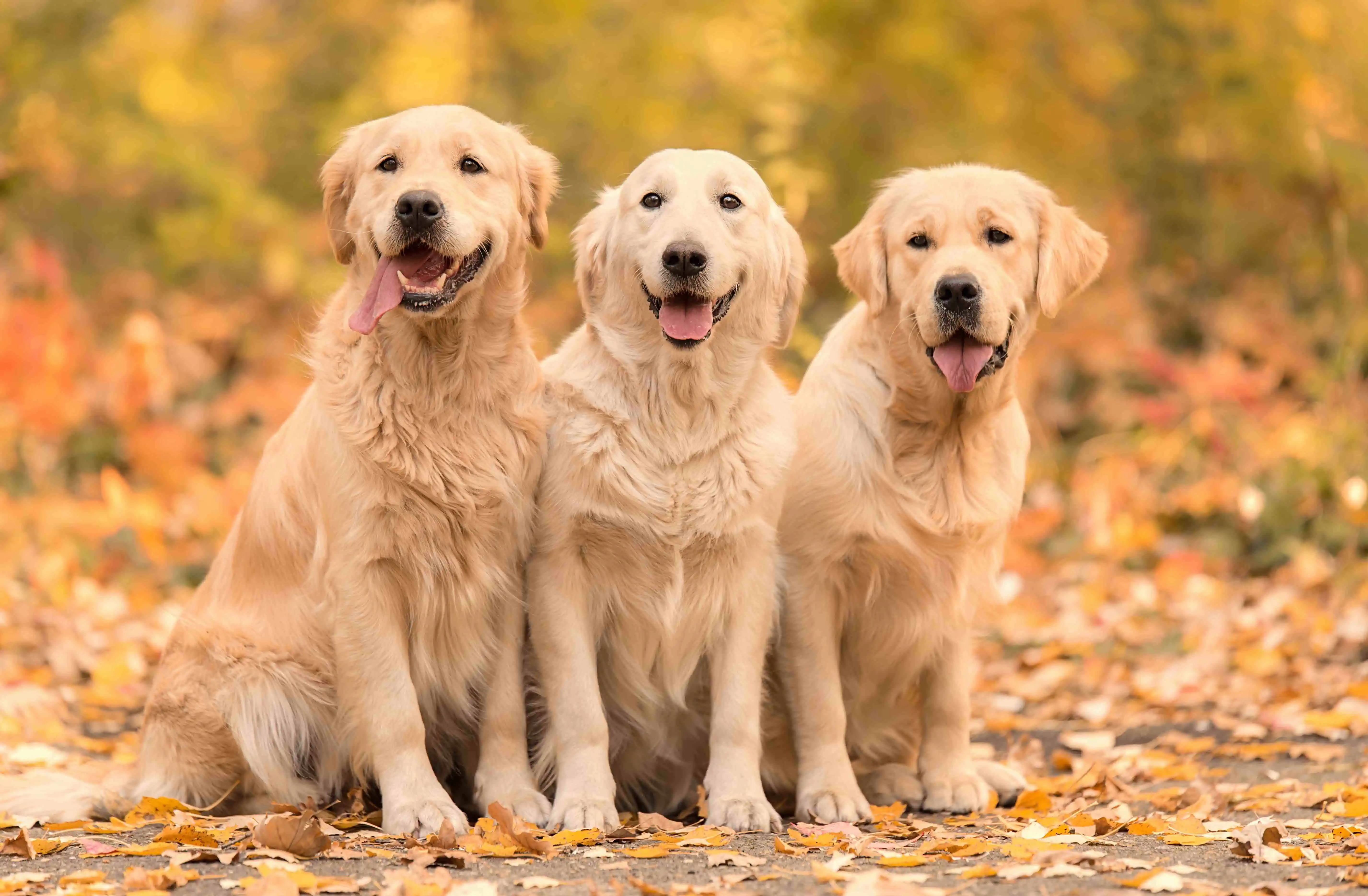 how much should a 3 week old golden retriever weigh