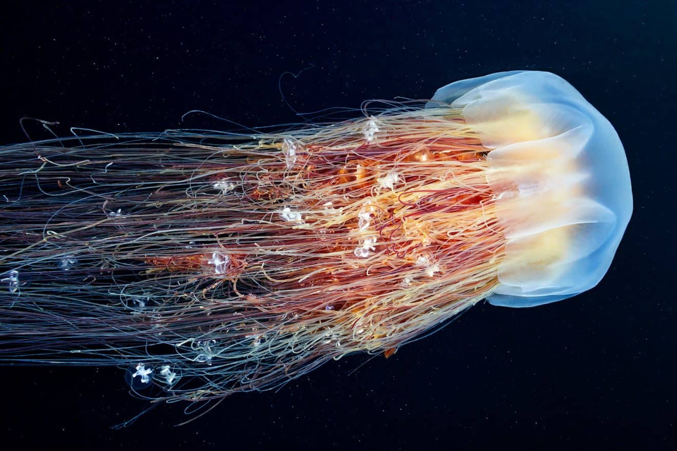 Identify The Types of Jellyfish That May Or May Not Sting You - Facts.net