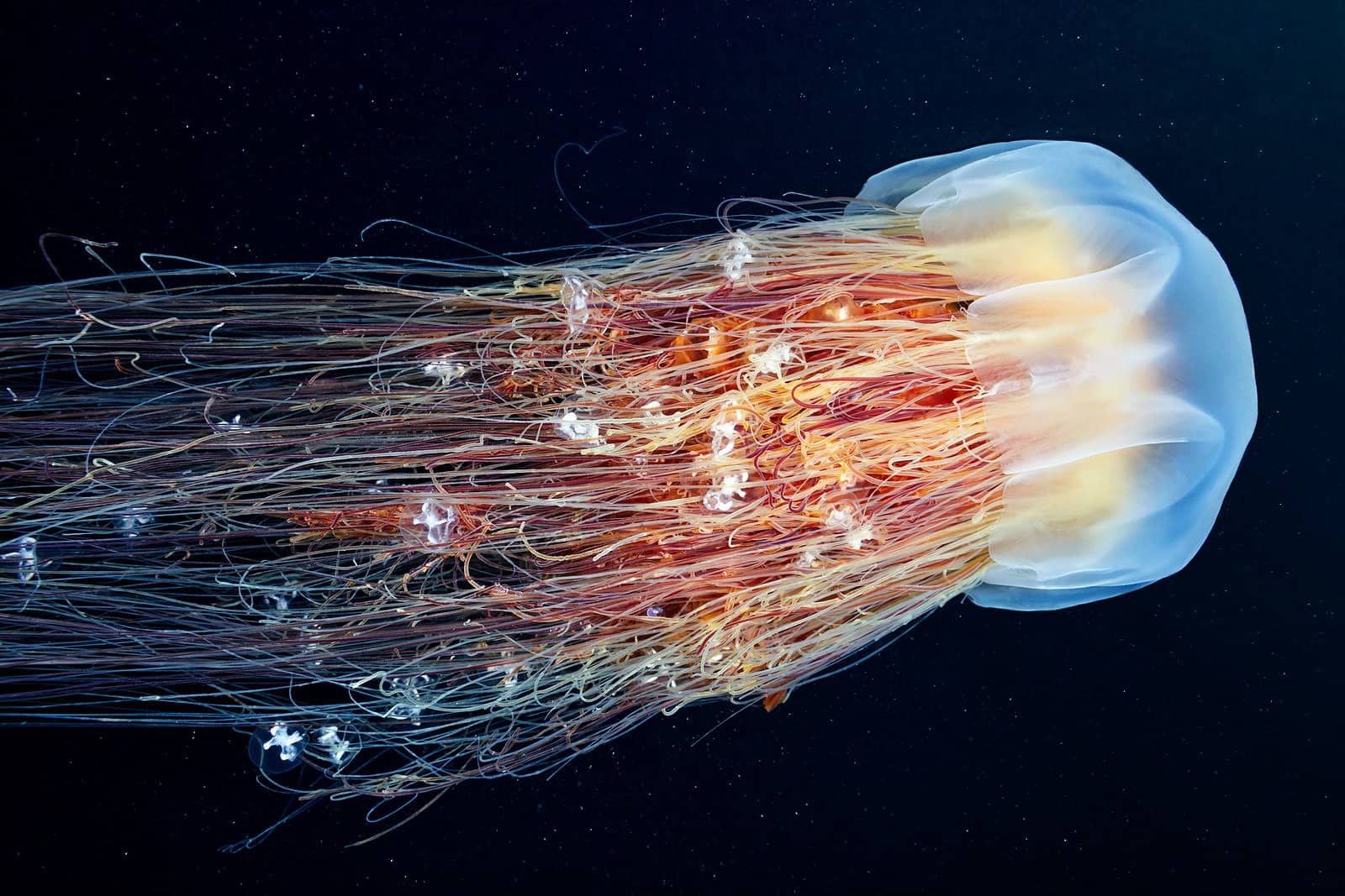 Медузы ледовитого океана. Арктическая медуза цианея. Медуза волосистая цианея. Полярная медуза цианея. Медуза цианея гигантская.