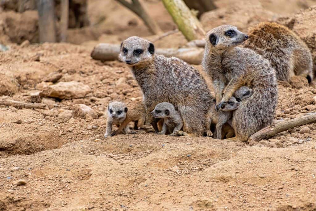 30 Meerkat Facts About The Cute Mongoose - Facts.net