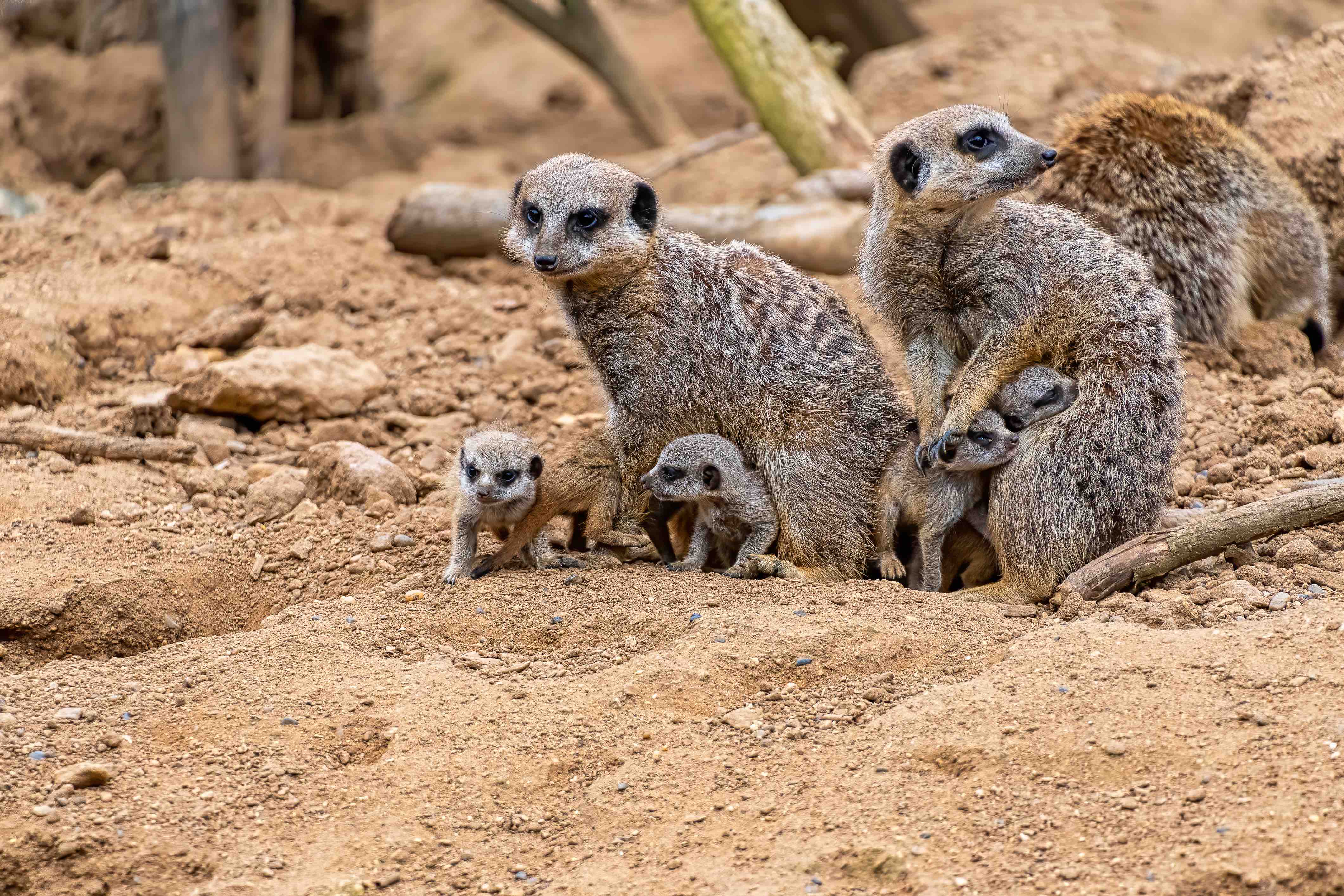 30 Meerkat Facts About The Cute Mongoose - Facts.net