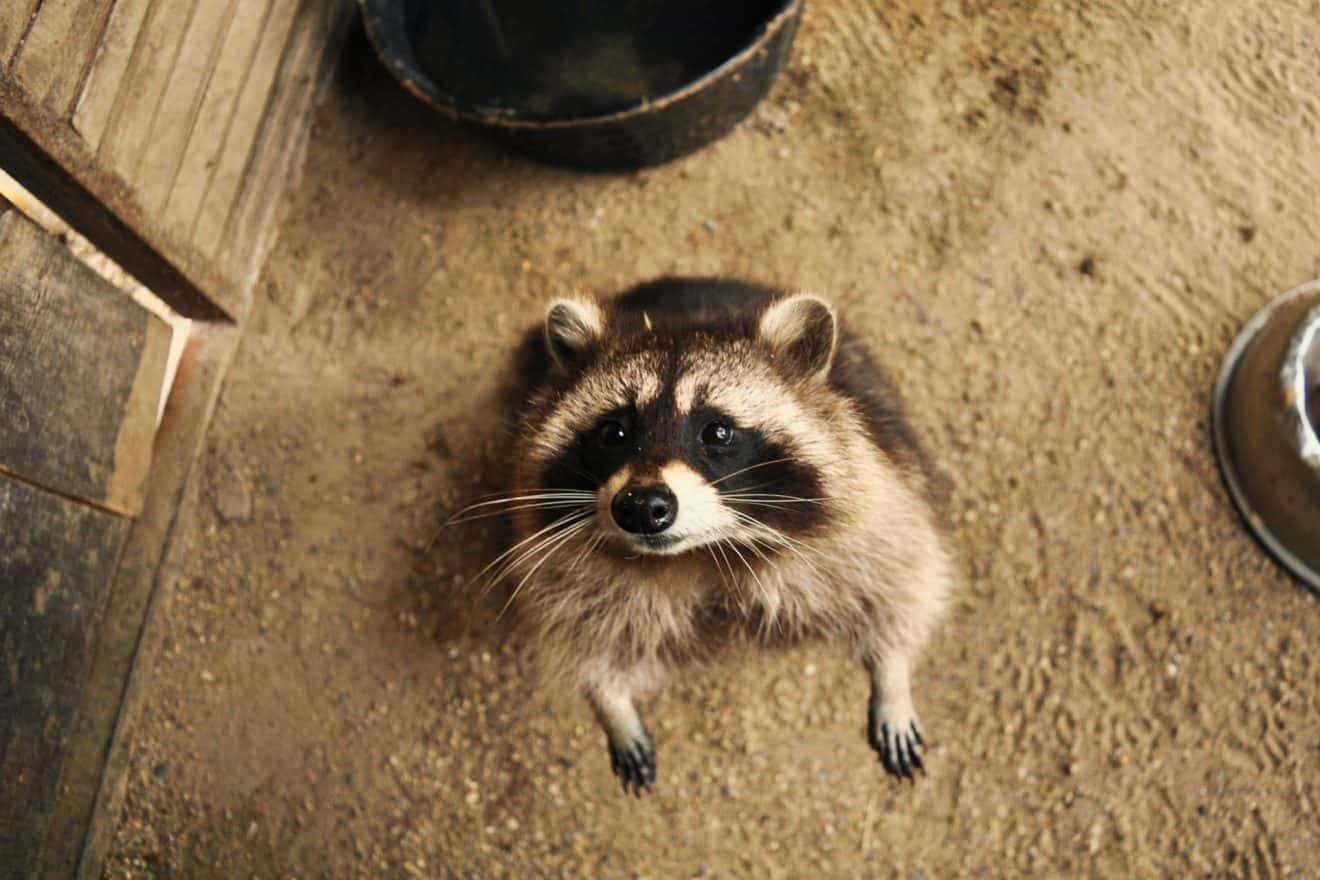 20 Most Intelligent Animals You Never Expected - Facts.net