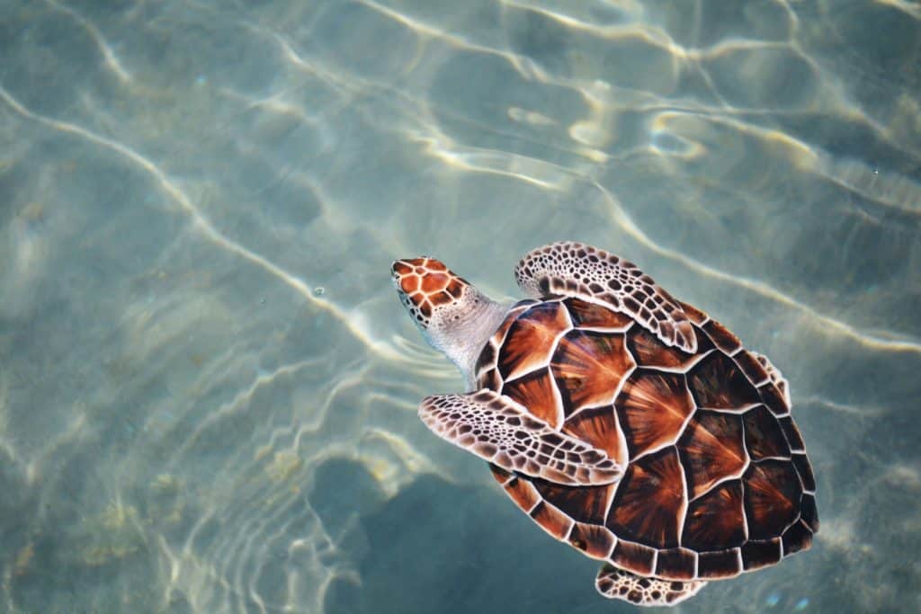 turtle-facts-40-things-you-should-know-about-these-magnificent-sea