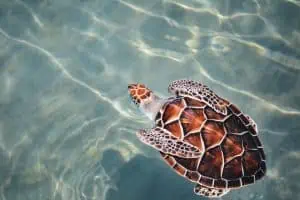 40 Turtle Facts You Have To Know Now 