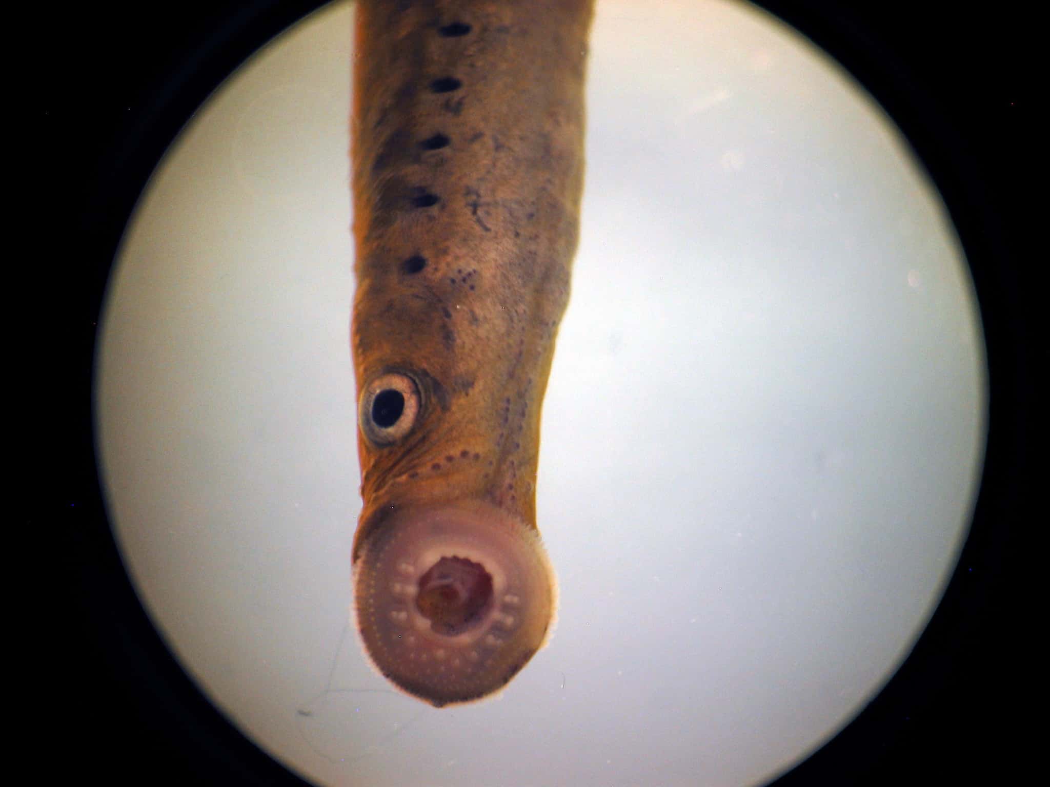 lamprey