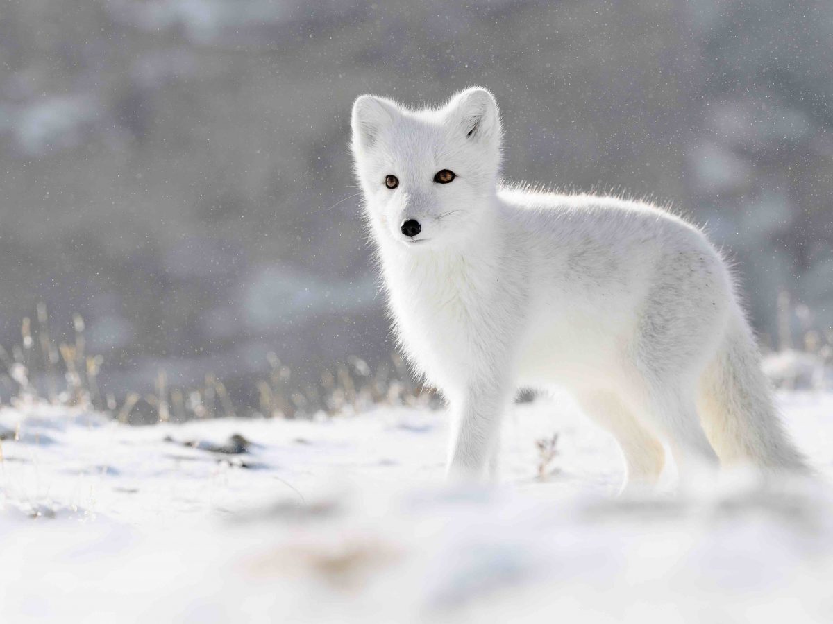Arctic Fox Facts 40 Frosty Facts About These Furry Foxes Facts Net - white fox roblox head