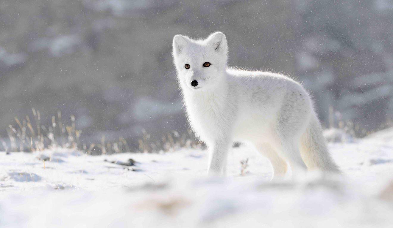 Arctic Fox Facts: 40 Frosty Facts About These Furry Foxes | Facts.net