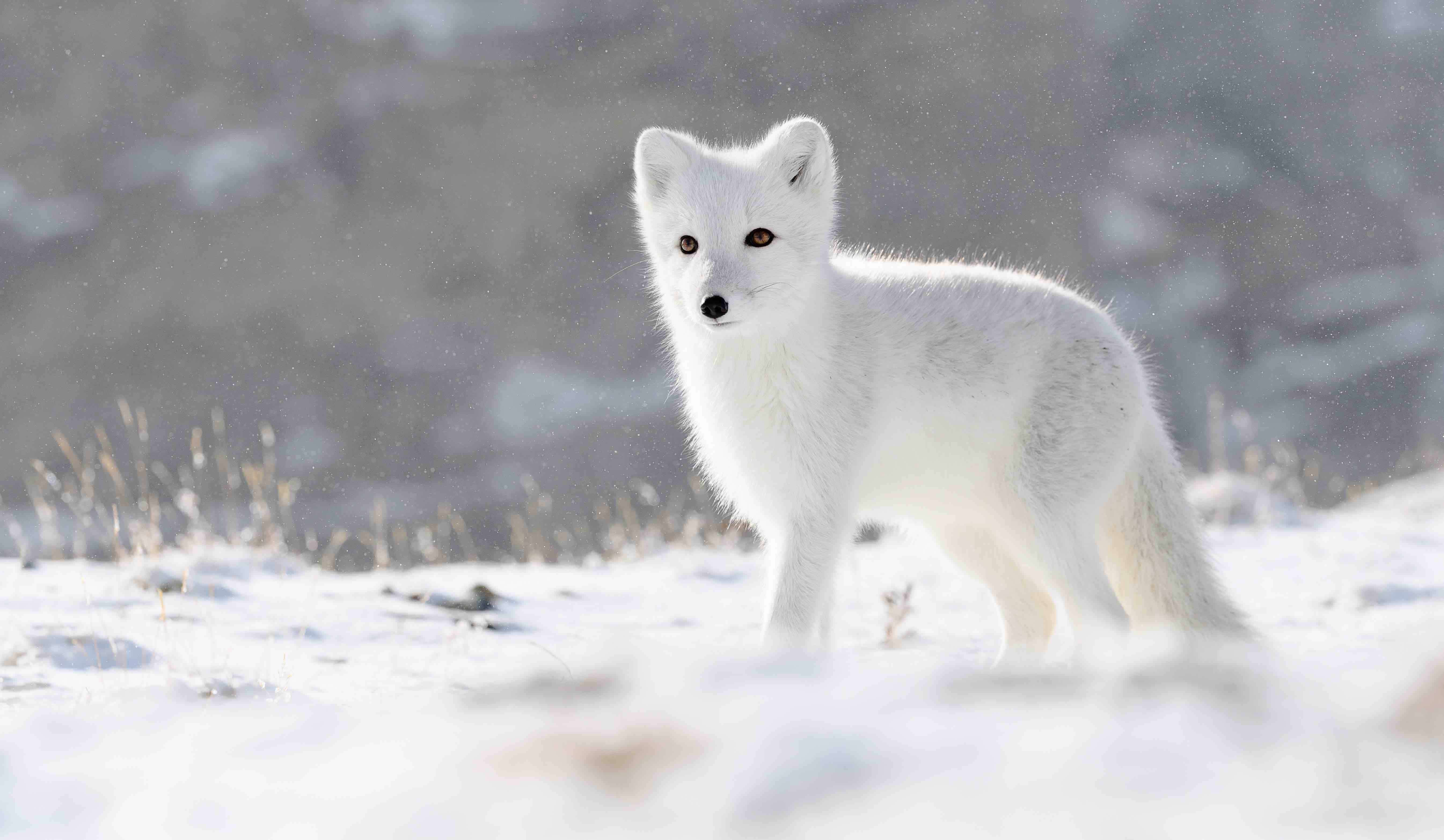 arctic fox in the tundra