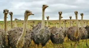 40 Ostrich Facts About The Worlds Largest Bird 