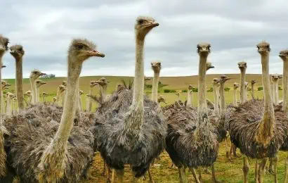 40 Ostrich Facts About The Worlds Largest Bird 