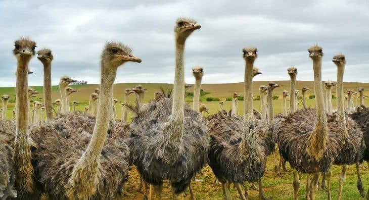 ostrich facts