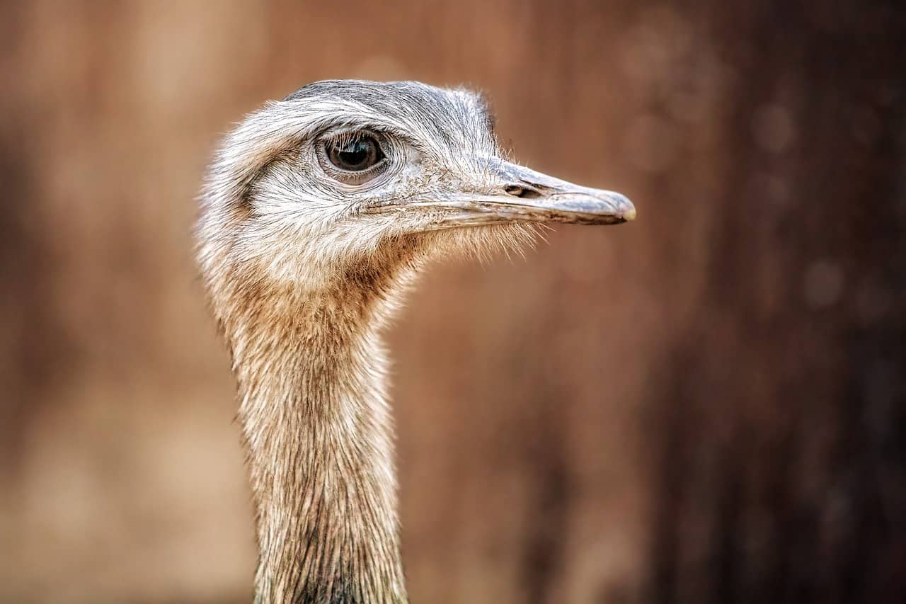 ostrich eye