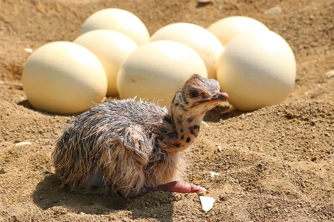 camel bird egg