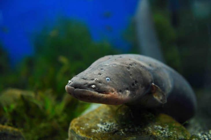 Face of an Electric Eel