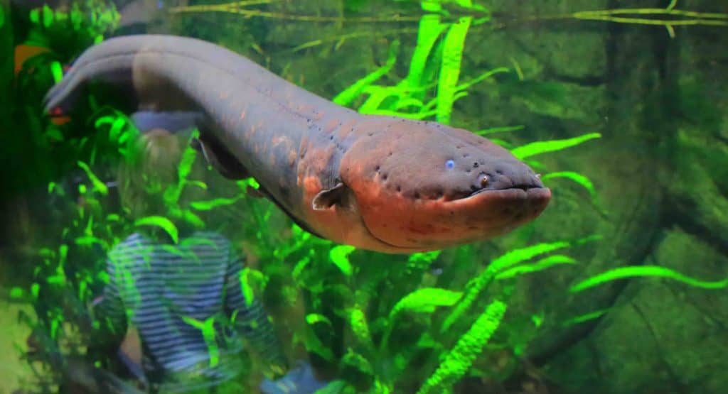 30-electric-eel-facts-that-are-just-electrifying-to-know-about-facts