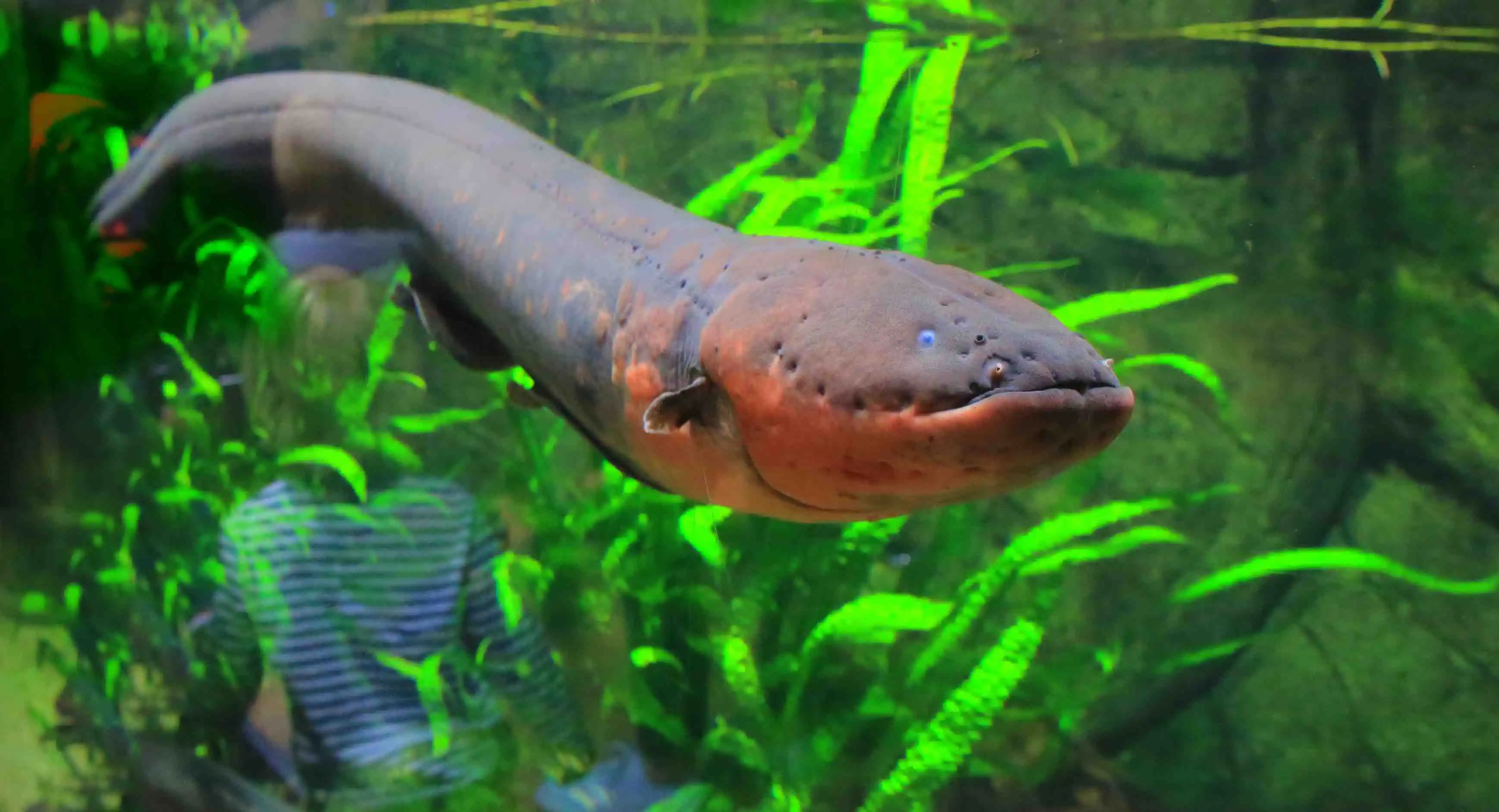 Electric eel | Shockingly a Fish