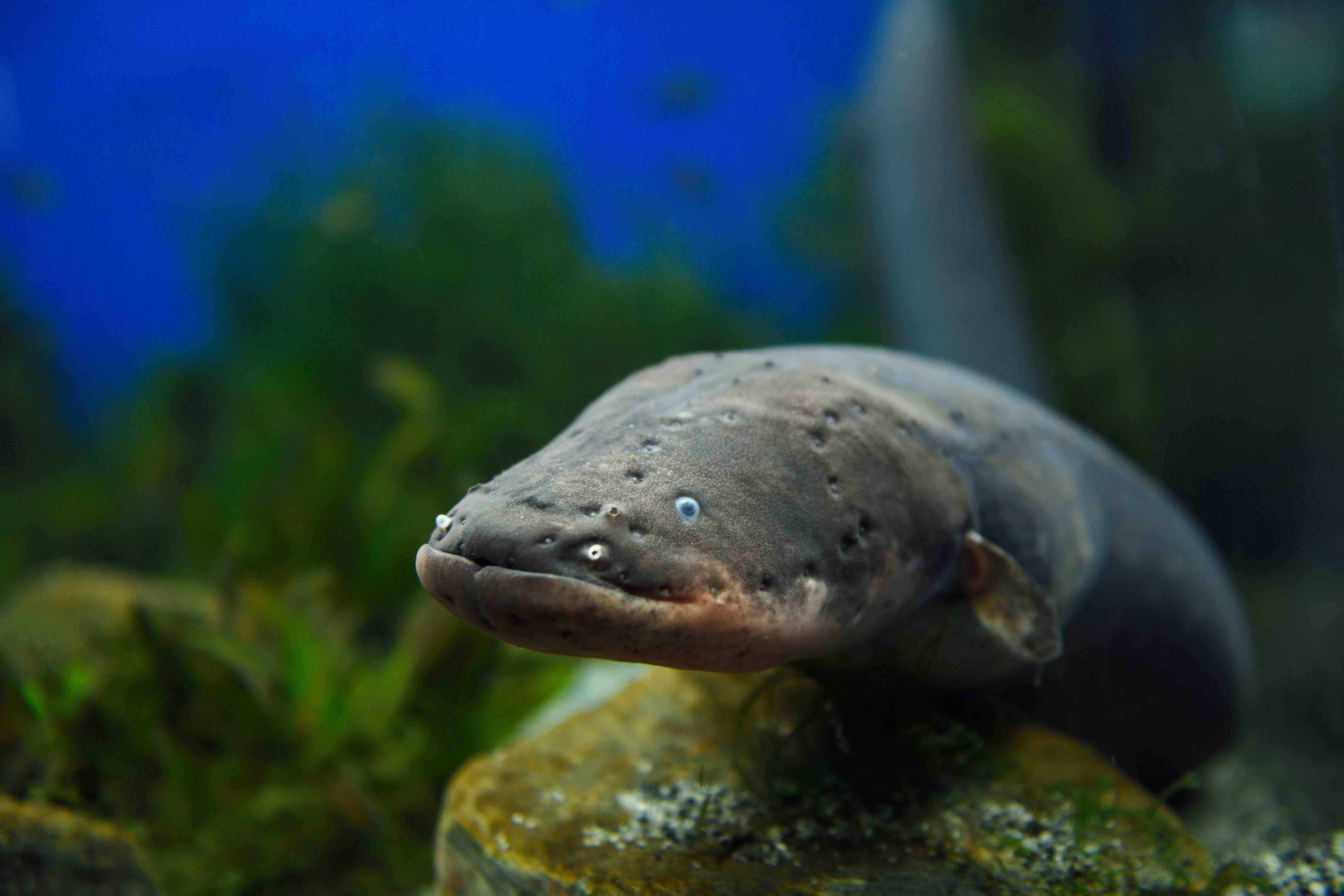 30 Electric Eel Facts You Have To Know 