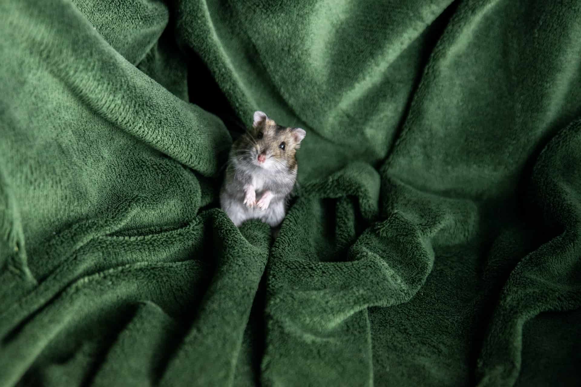 10 Surprising Facts About Hamsters