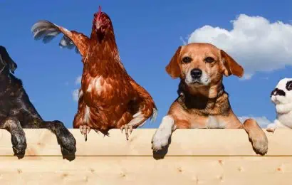 20 Most Intelligent Animals You Never Expected 