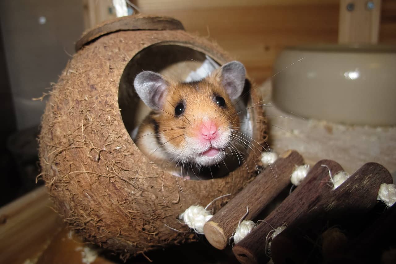 Hamster Facts. Amazing Facts About Hamsters