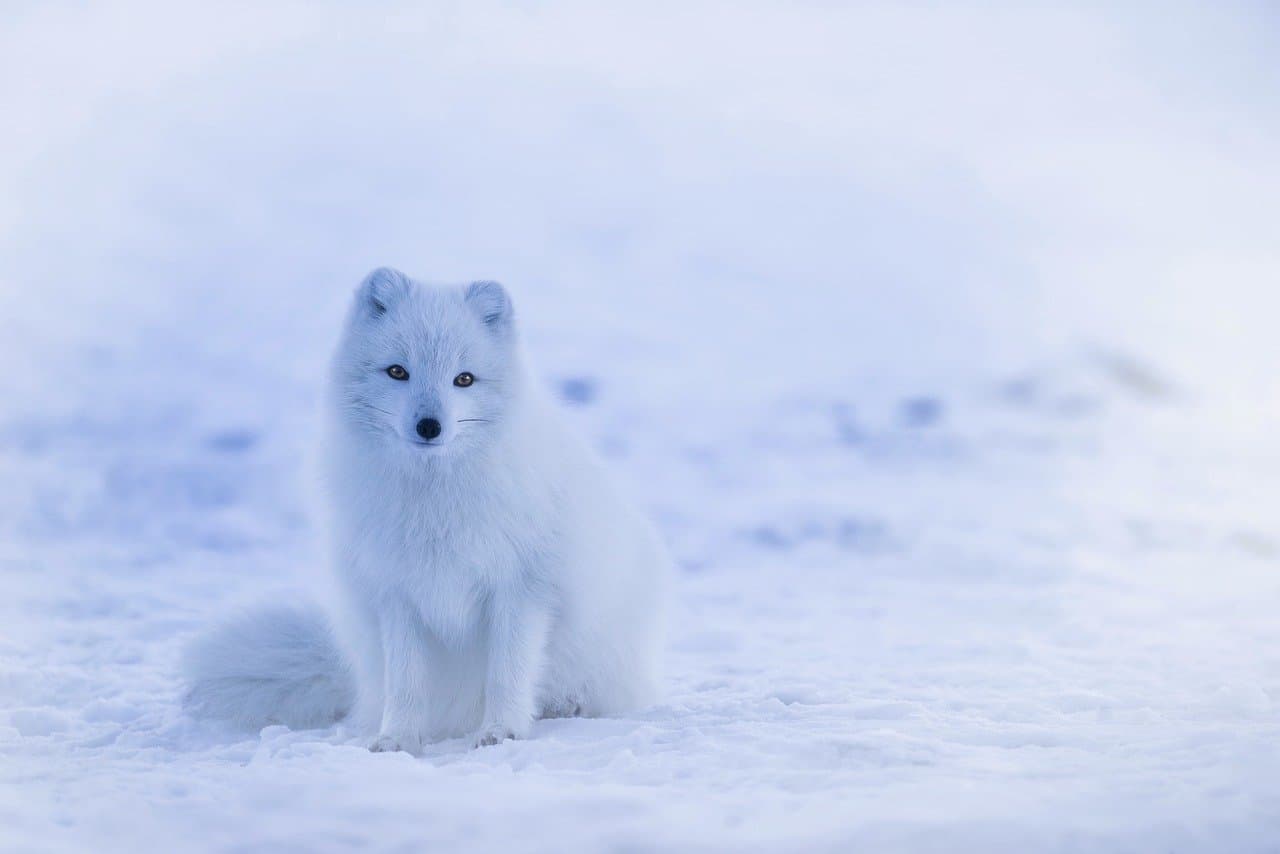 Arctic Fox - World's Warmest Coat, Crafty Tundra Dweller - FactZoo.com