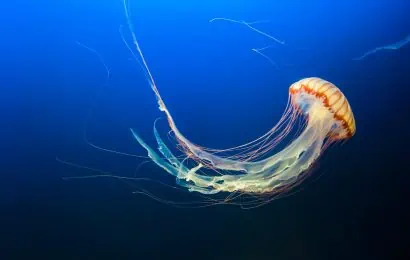 40 Jellyfish Facts One Of The Seas Oldest Creatures 