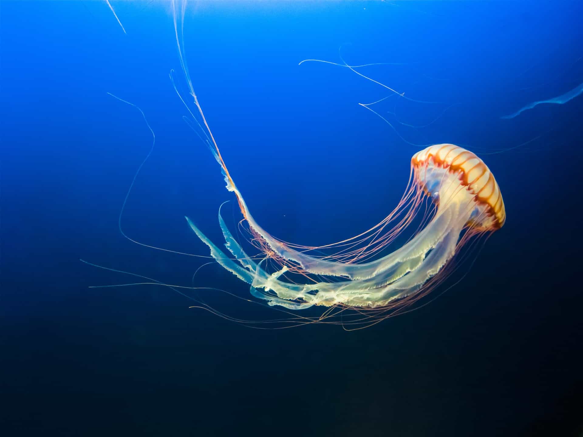 40 Fascinating Jellyfish Facts: Interesting Things About One Of The Sea
